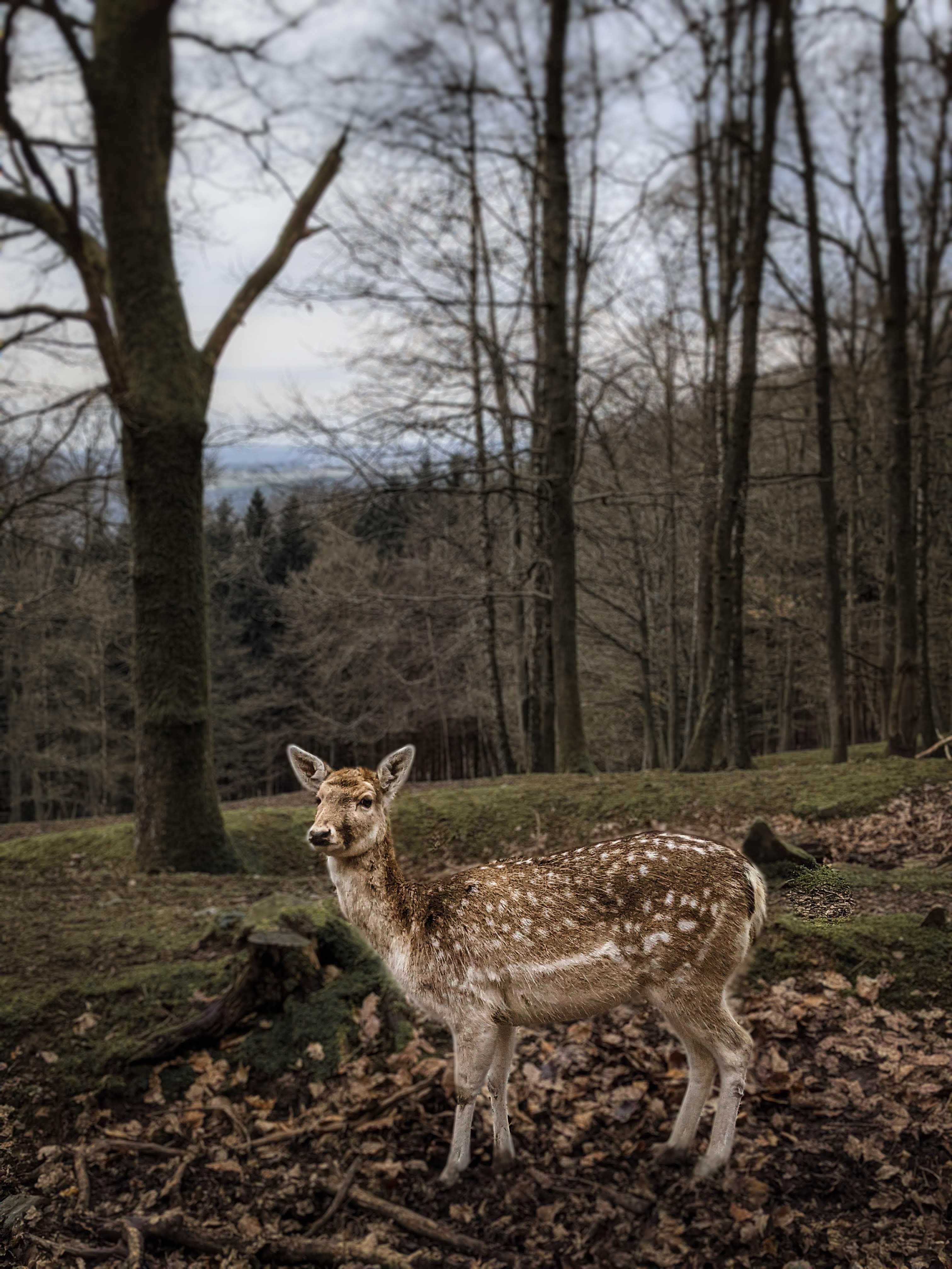 Animal Park La Roche-en-Ardenne