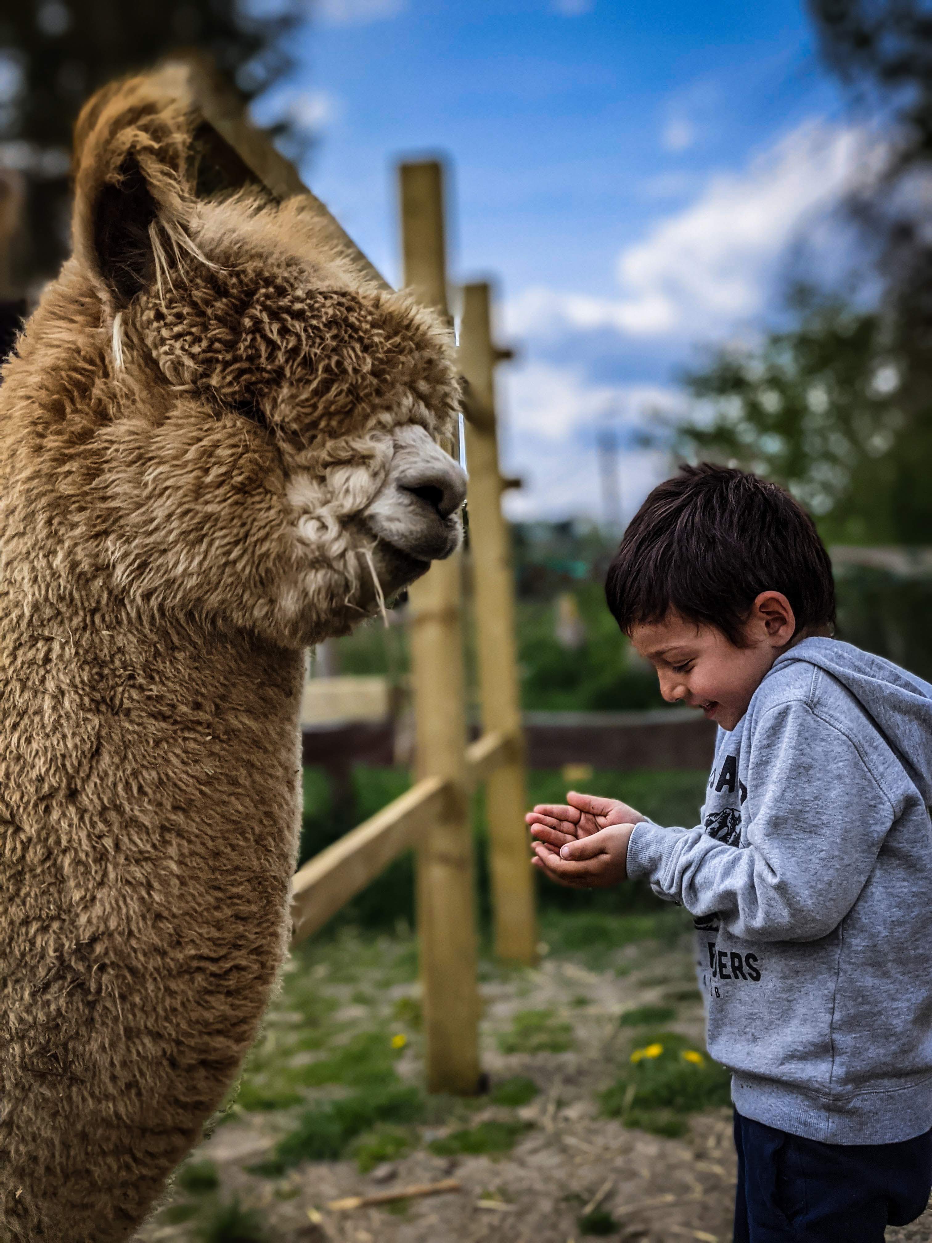 World Wild Schooling - https://worldwildschooling.com Sint Alpaca Rode - https://worldwildschooling.com/sint-alpaca-rode/