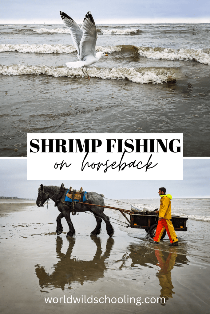 World Wild Schooling - https://worldwildschooling.com Shrimp Fishing on Horseback in Oostduinkerke - https://worldwildschooling.com/paardevissers-oostduinkerke-shrimp-fishermen-on-horseback/
