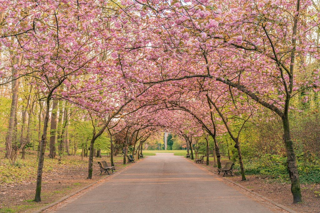 World Wild Schooling - https://worldwildschooling.com The Best Places to See Cherry Blossoms in Belgium - https://worldwildschooling.com/the-best-places-to-see-cherry-blossoms-in-belgium/
