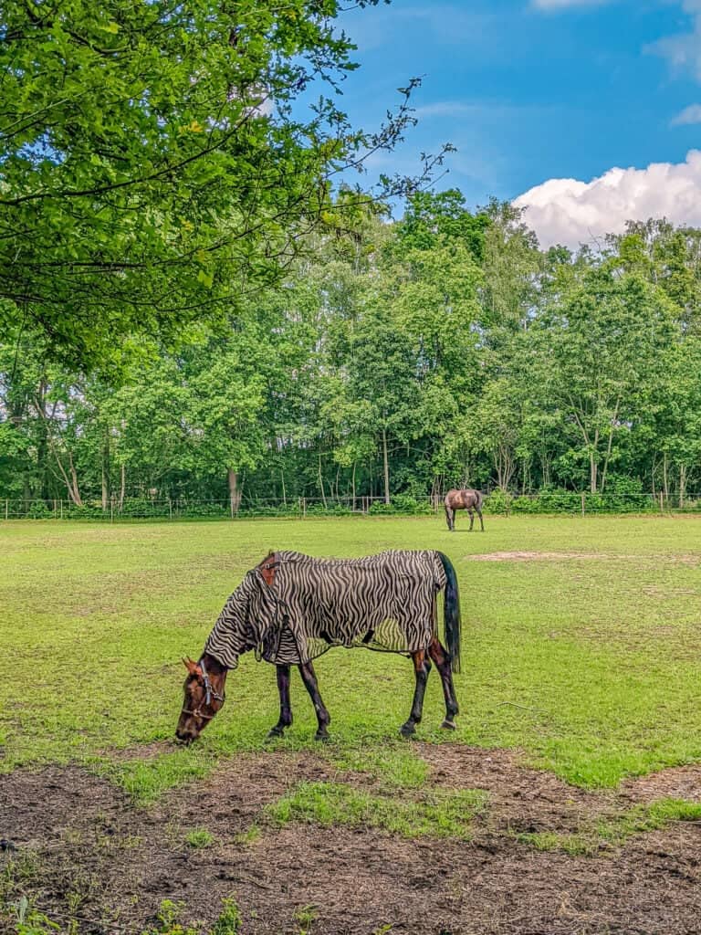 World Wild Schooling - https://worldwildschooling.com Nature preserve Ter Heide - https://worldwildschooling.com/nature-preserve-ter-heide/