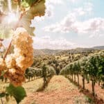 Vineyards with grapevine and winery along wine road in the eveni 12 Most Panoramic Train Rides Across the U.S.