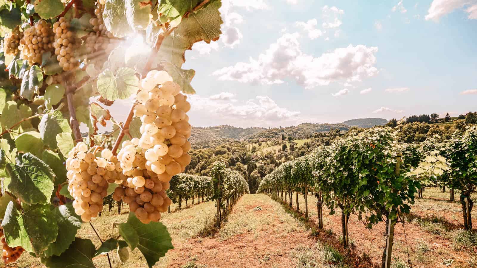 Vineyards with grapevine and winery along wine road in the eveni 12 Most Panoramic Train Rides Across the U.S.