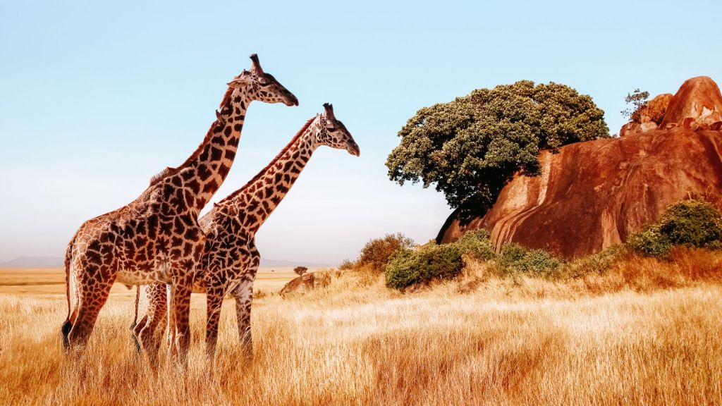 UNESCO World Heritage Sites Serengeti National Park Tanzania