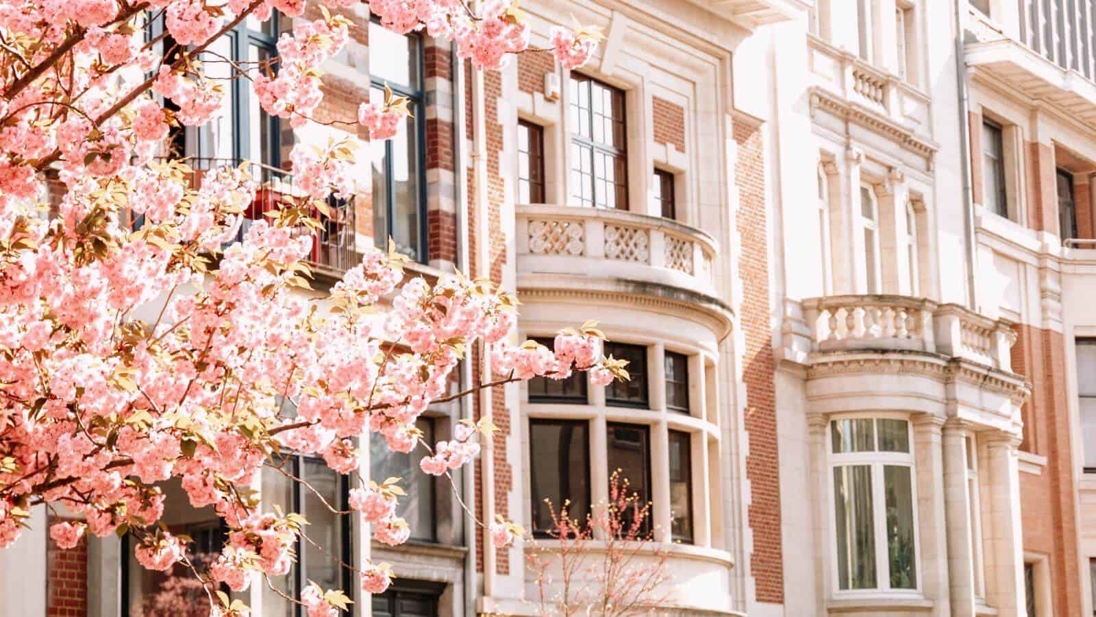 Most Stunning European Cities for Cherry Blossoms Brussels, Belgium_finecki_Adobe Stock Photo_339822772 12 Most Stunning European Cities for Cherry Blossoms To Visit in Your Lifetime