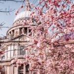 Most Stunning European Cities for Cherry Blossoms London, United Kingdom_© moofushi_Adobe Stock Photo_422546944 12 Most Stunning European Cities for Cherry Blossoms To Visit in Your Lifetime