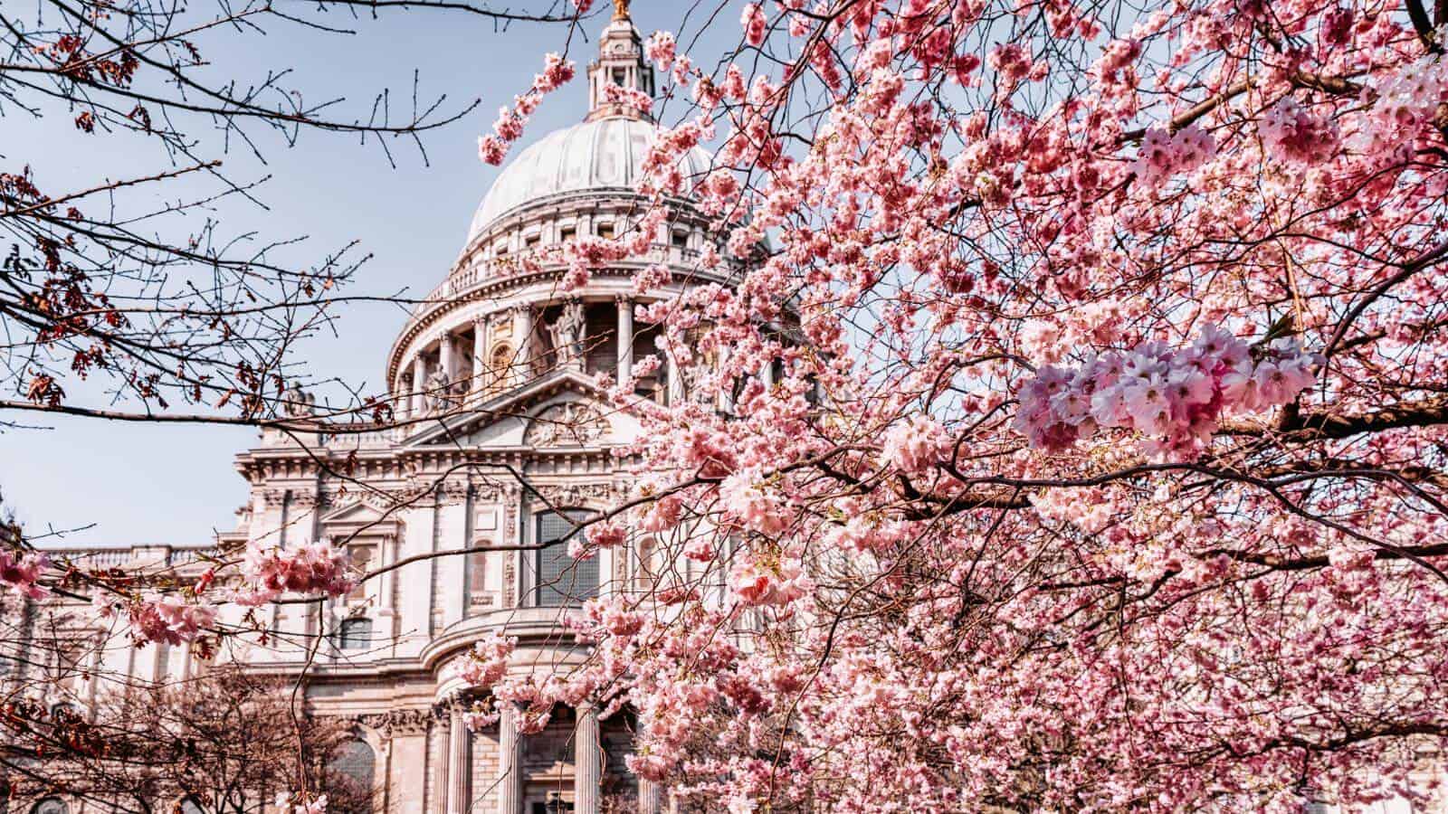 Most Stunning European Cities for Cherry Blossoms London, United Kingdom_© moofushi_Adobe Stock Photo_422546944 12 Most Stunning European Cities for Cherry Blossoms To Visit in Your Lifetime