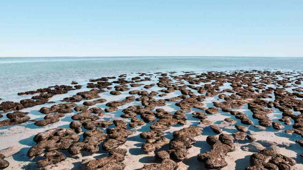 Must-See Natural Phenomena Around the World Stromatolites, Western Australia