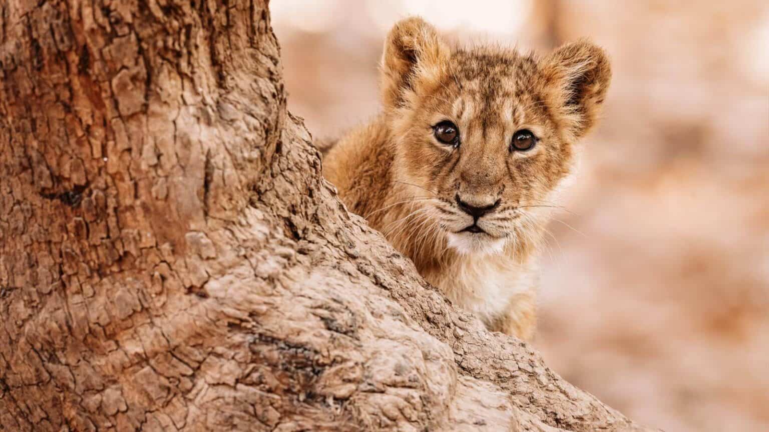 12 Wildlife Sanctuaries Around The World Offering Unforgettable Animal Encounters 2025 12 Wildlife Sanctuaries Around The World Offering Unforgettable Animal Encounters 2025
