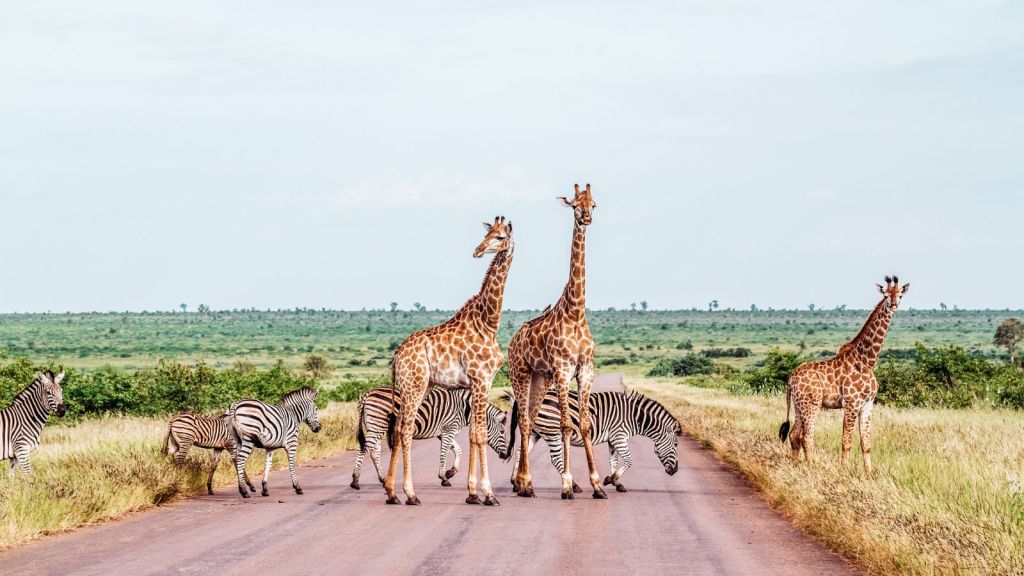 African safari Take a Self-driving Safari in Kruger National Park