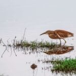 Safaris Beyond Africa Bundala National Park Sri Lanka nilanka Adobe Stock Photo 587304445 150x150 - 12 Adventure-Filled Safaris Beyond Africa
