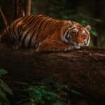 Safaris Beyond Africa Jim Corbett National Park India Soumabrata Moulick Adobe Stock Photo 510902364 150x150 - 12 Adventure-Filled Safaris Beyond Africa