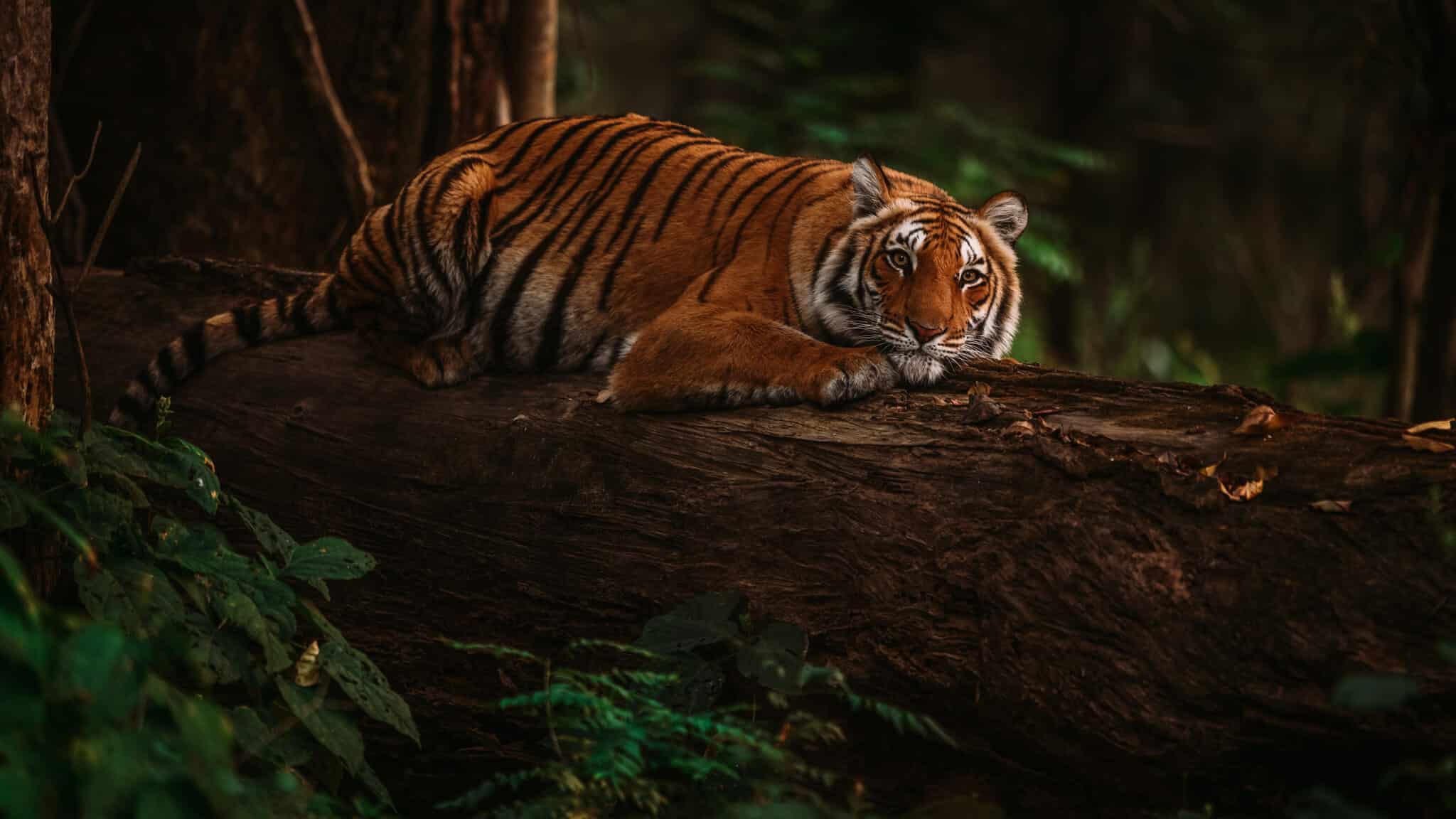 Safaris Beyond Africa Jim Corbett National Park India Soumabrata Moulick Adobe Stock Photo 510902364 - 12 Adventure-Filled Safaris Beyond Africa