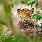 Safaris Beyond Africa Yala National Park Sri Lanka ondrejprosicky Adobe Stock Photo 361719519 150x150 - 12 Adventure-Filled Safaris Beyond Africa