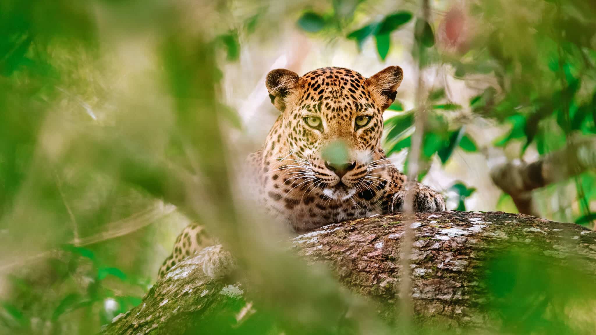Safaris Beyond Africa Yala National Park Sri Lanka ondrejprosicky Adobe Stock Photo 361719519 - 12 Adventure-Filled Safaris Beyond Africa