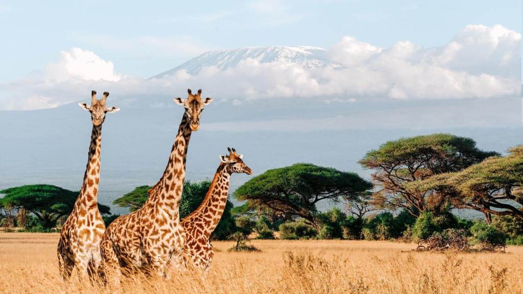 Ultimate Safaris in Africa for Your Bucket List Amboseli National Park, Kenya