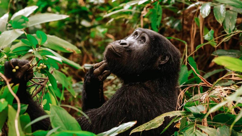 Ultimate Safaris in Africa for Your Bucket List Bwindi Impenetrable Forest, Uganda