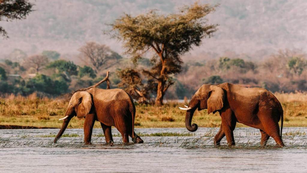 Ultimate Safaris in Africa for Your Bucket List Mana Pools National Park, Zimbabwe