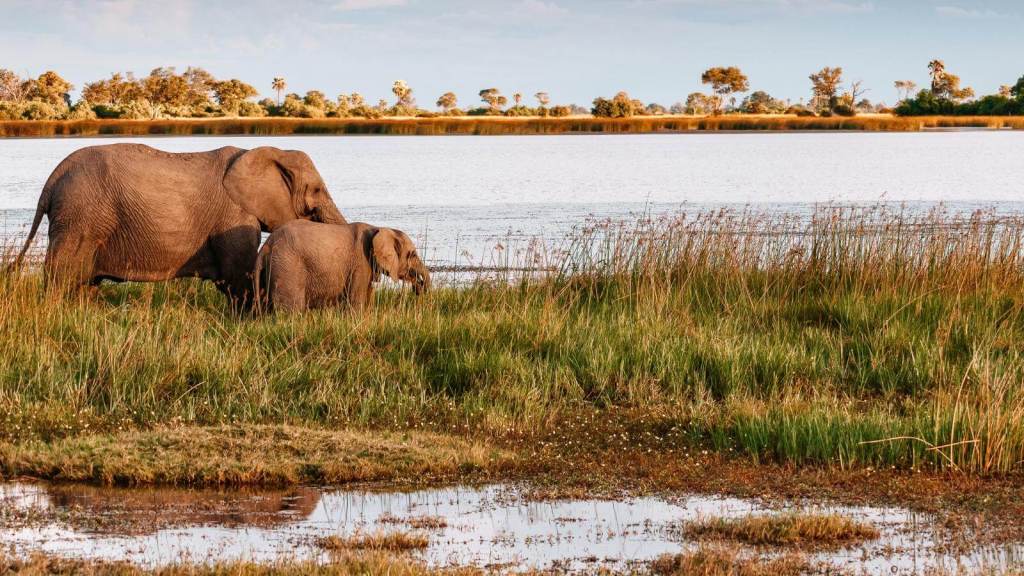 Ultimate Safaris in Africa for Your Bucket List Okavango Delta, Botswana