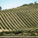 Most Romantic Honeymoon Destinations in the US Napa Valley, California