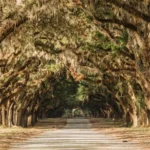 Most Romantic Honeymoon Destinations in the Savannah, Georgia