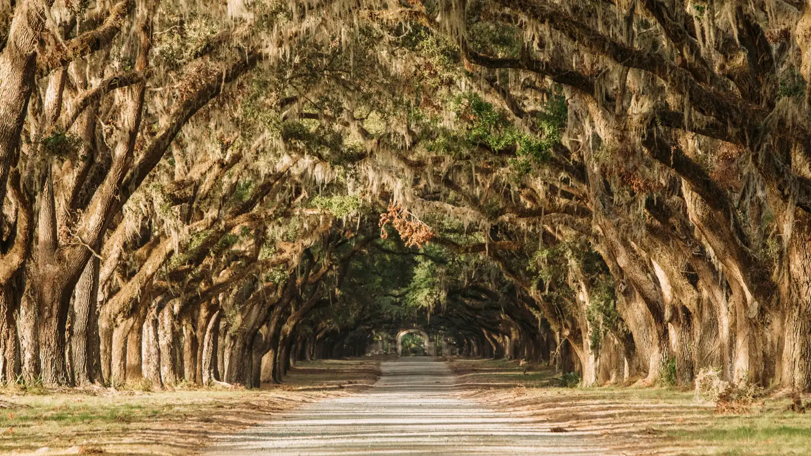 Most Romantic Honeymoon Destinations in the Savannah, Georgia