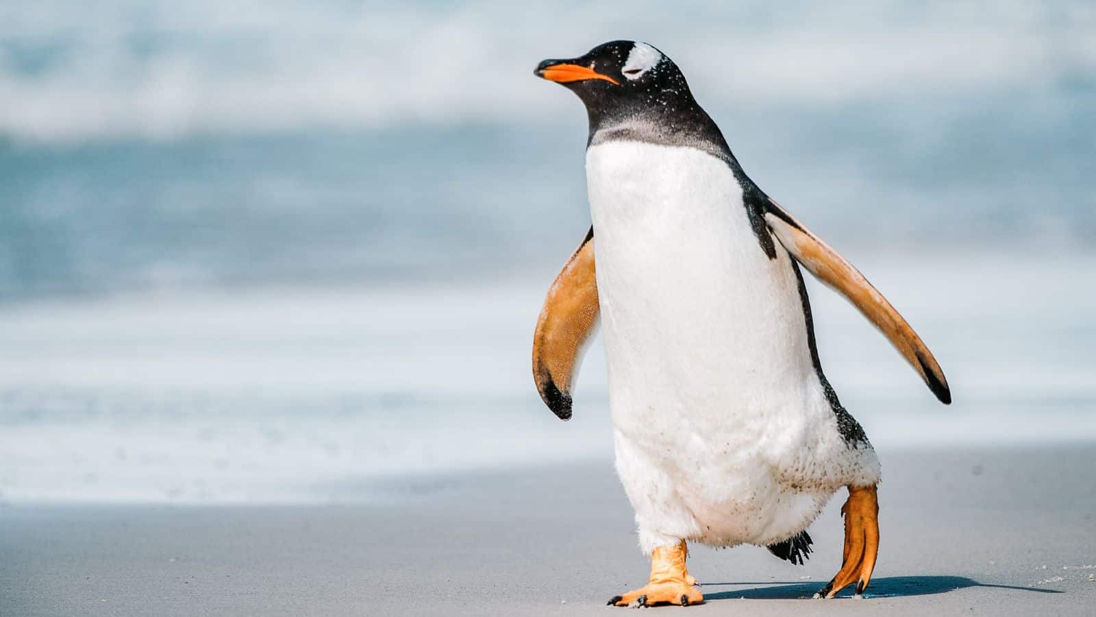 Fun Facts About Europe_Norway Knighted a Penguin_Antarctica_© Anton Ivanov Photo_Adobe Stock_358170693 Fun Facts About Europe Norway Knighted a Penguin Antarctica