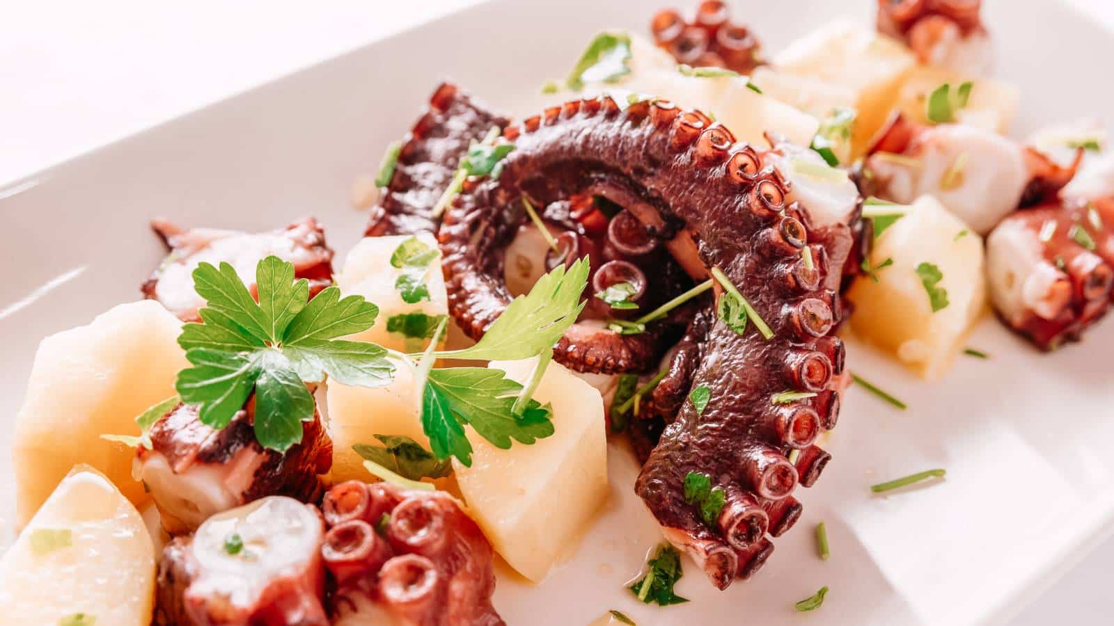 Weird Foods in Italy Curled Octopus Weird Foods in Italy Curled Octopus