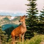 12 Bucket-List Trips in the US Olympic National Park 12 Bucket-List Trips in the US Olympic National Park