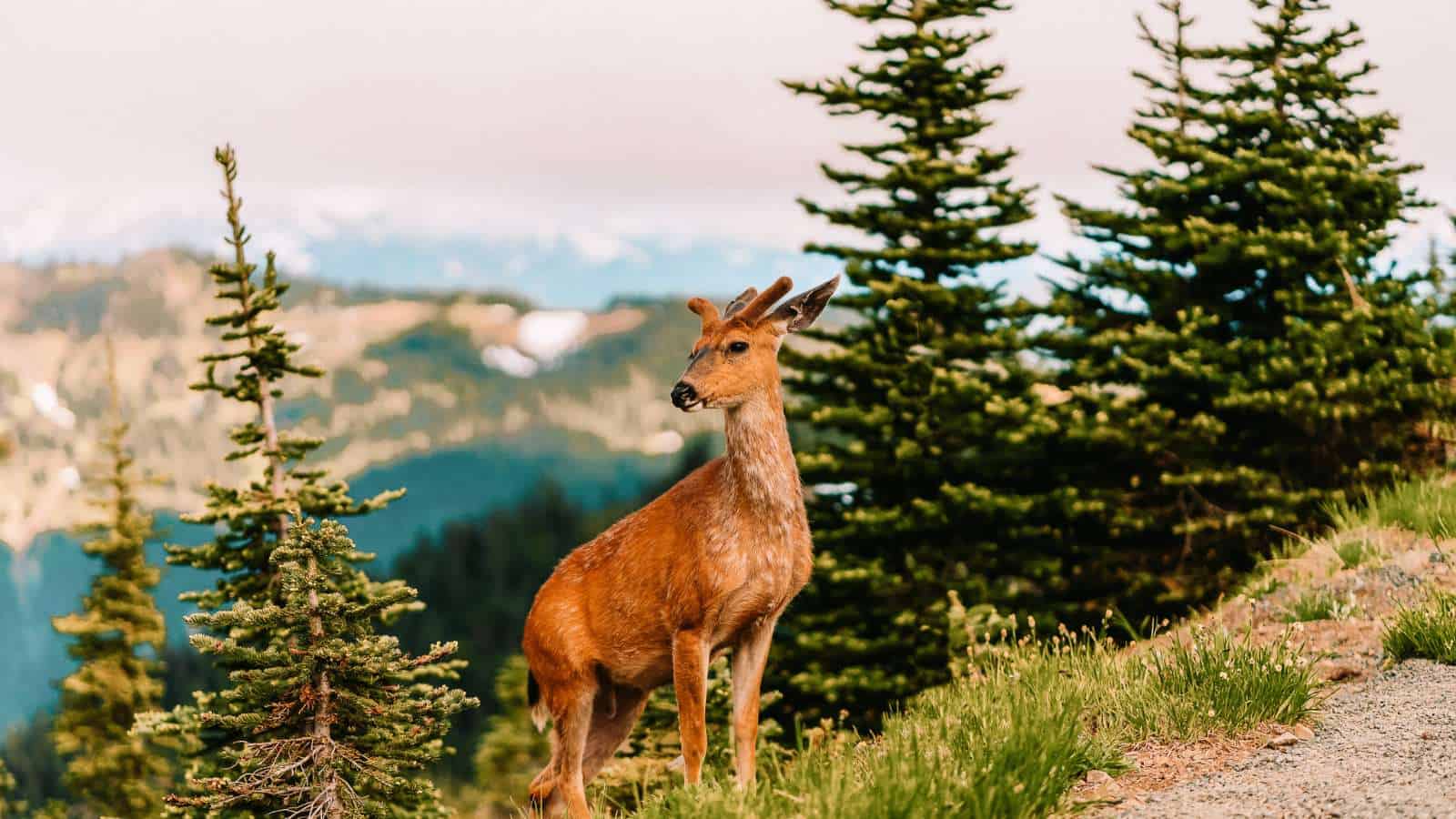 12 Bucket-List Trips in the US Olympic National Park 12 Bucket-List Trips in the US Olympic National Park