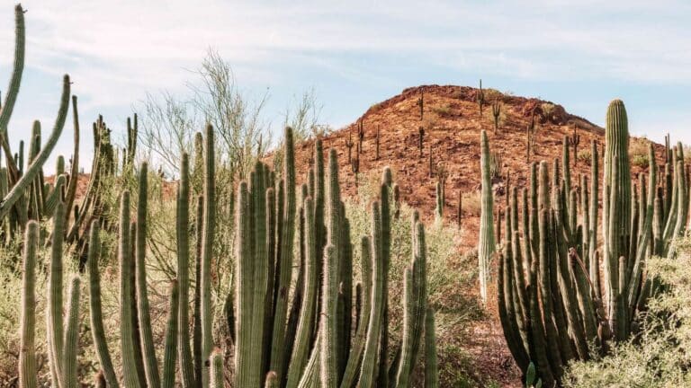 From World-Class Museums to Desert Hikes, This City Has More To Offer Than Just the Heat