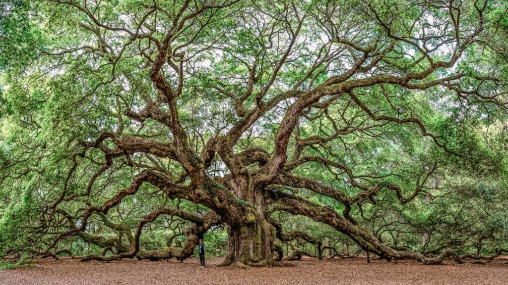 Top Things to Do in Charleston, South Carolina Visit Angel Oak Park