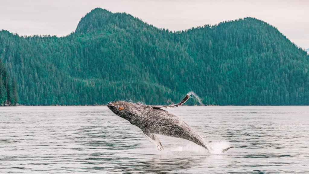 Top Things to Do in Seward Alaska Go Whale Watching Kenai Fjords Nationa Park