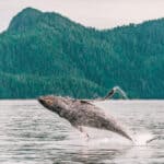 Top Things to Do in Seward Alaska Go Whale Watching Kenai Fjords Nationa Park