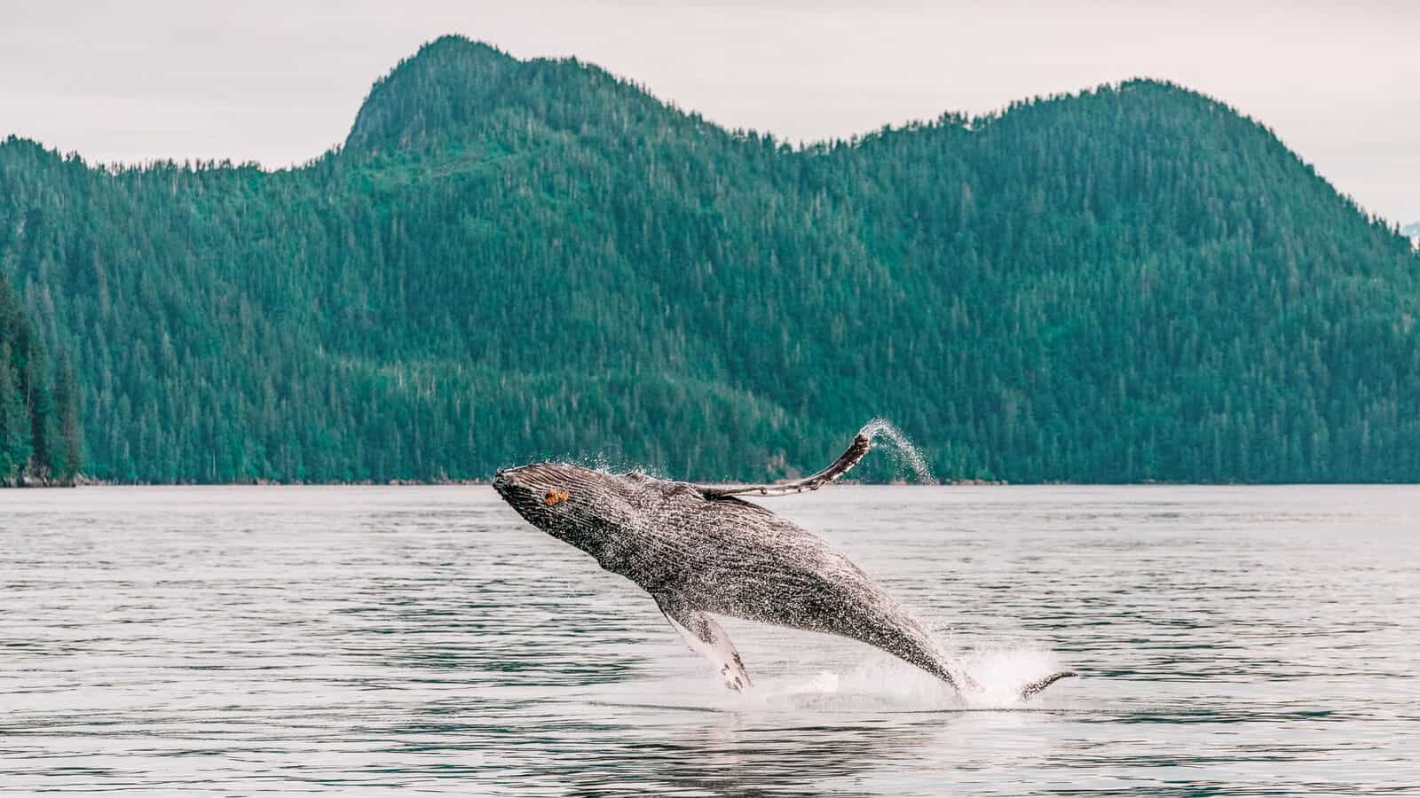 Top Things to Do in Seward Alaska Go Whale Watching Kenai Fjords Nationa Park