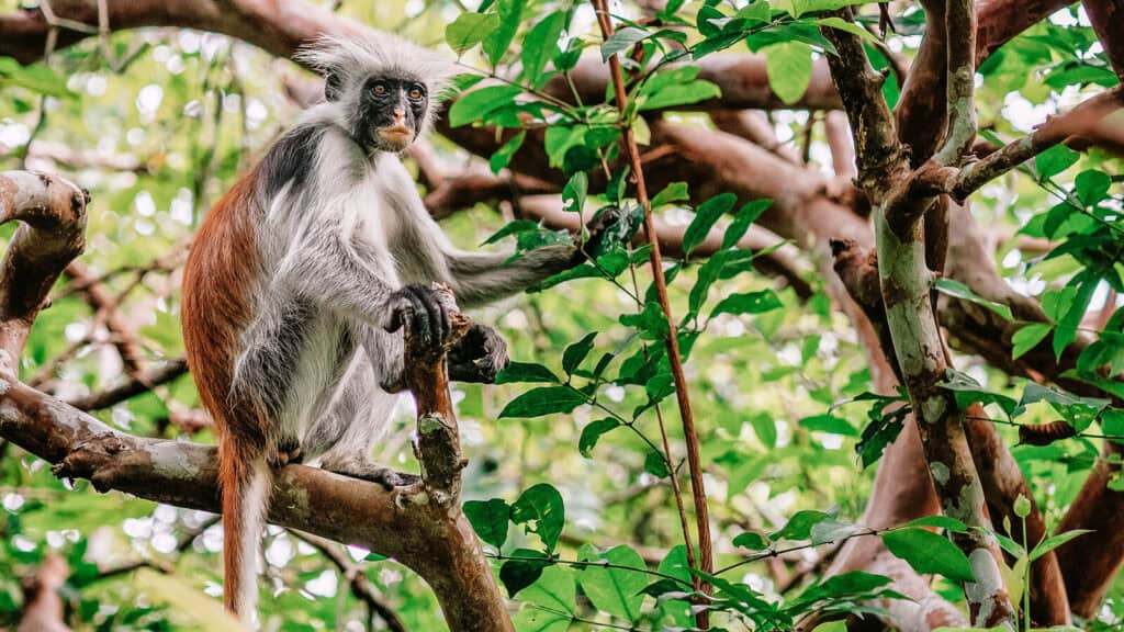 © Sebastian / Adobe Stock Best_Things_To_Do_in_Zanzibar_Explore_Jozani-Chwaka_Bay_National_Park_Red_Colobus