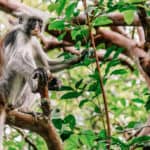 Best_Things_To_Do_in_Zanzibar_Explore_Jozani-Chwaka_Bay_National_Park_Red_Colobus__Sebastian_Adobe_Stock_566956274_optimized Best_Things_To_Do_in_Zanzibar_Explore_Jozani-Chwaka_Bay_National_Park_Red_Colobus