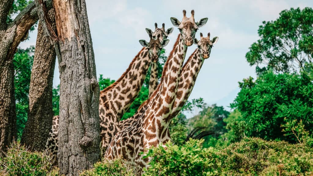 © Dave / Adobe Stock Best_Things_To_Do_in_Zanzibar_Spend_the_Day_on_Safari_in_Mikumi_National_Park_Girraffes