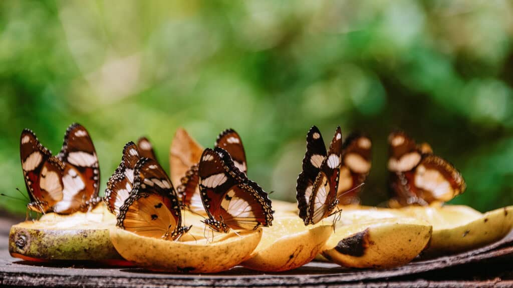 © Ventura / Adobe Stock Best_Things_To_Do_in_Zanzibar_Visit_the_Zanzibar_Butterfly_Centre